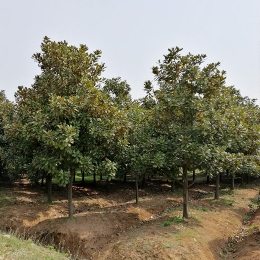 瀘州玉蘭樹