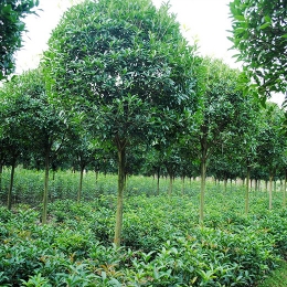 瀘州桂花樹